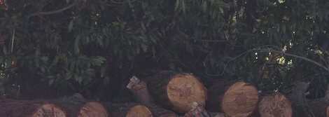 Cut hardwood logs stacked after a tree removal