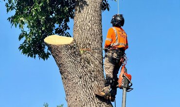 Tree Removal in Greer, SC