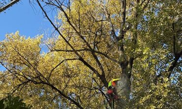 Tree Trimming & Pruning in Greer, SC