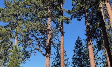 Hazard Tree Assessment in Greer, SC