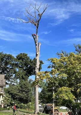 Tall trunk topped during a sectional tree removal