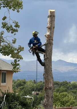Arborist climbing a trunk to inspect a tree in Greer, SC