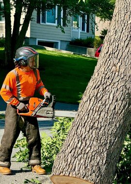 Climber rigging a large trunk down during a tree removal in Greer, SC