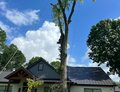 Front yard tree removal near downtown Greer.