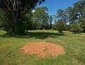 Stump grinding and leveling on a Lyman lot.
