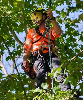 Caleb Whitfield, Founder and Arborist at Ridgeline Tree Pros