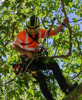 Marcus Dean, Lead Climber at Ridgeline Tree Pros