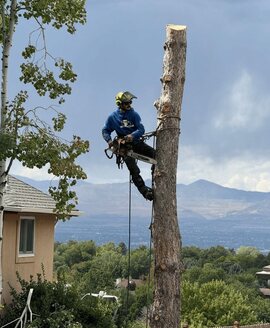 Travis Holloway, Crew Foreman at Ridgeline Tree Pros