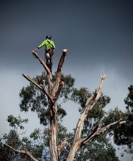 Luis Ortega, Rigging Specialist at Ridgeline Tree Pros