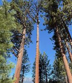 Yes, with rigging, climbing and the right equipment