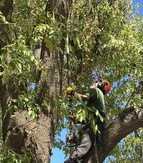 Fully insured with liability and workers' comp