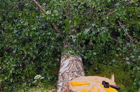 Backyard Oak Removal – Backyard hardwood taken down in Taylors