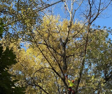 Crown Thinning – Canopy pruning for light and wind load in Greer