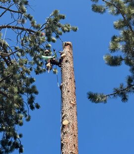 Pine Removal – Tall loblolly pines removed in Duncan