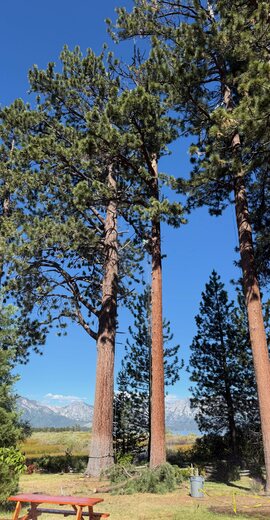 Pine Removal – Duncan – Tall pines near a home in Duncan