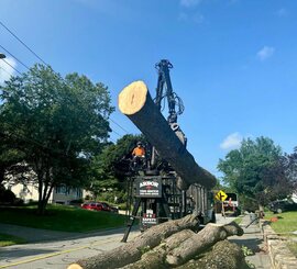 Log Removal – Greer – Logs cut and loaded after a removal