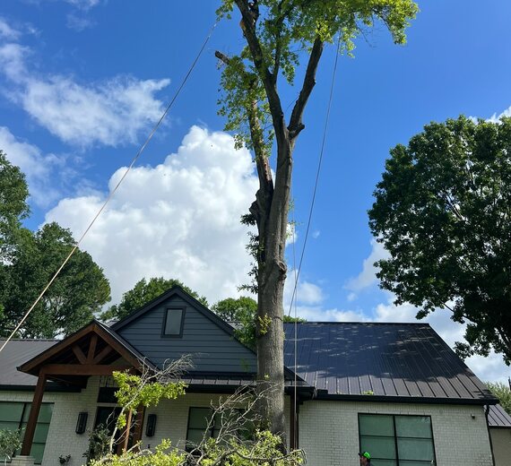Front Yard Tree Removal – Greer – Storm-split tree beside a new home in Greer