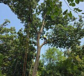 Canopy Raising – Greer – Lower limbs lifted for clearance