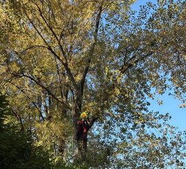 Crown Thinning – Greer – Thinning a mature shade tree