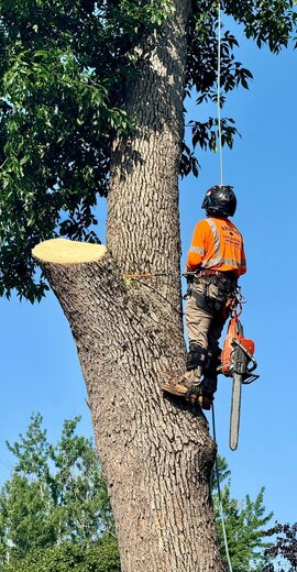 Climbing Removal – Greenville – Climber rigging down a large trunk