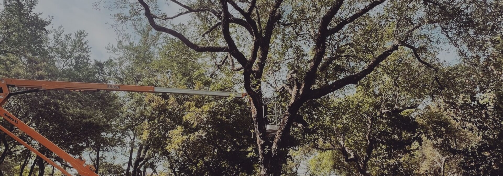 Aerial lift trimming a large oak canopy