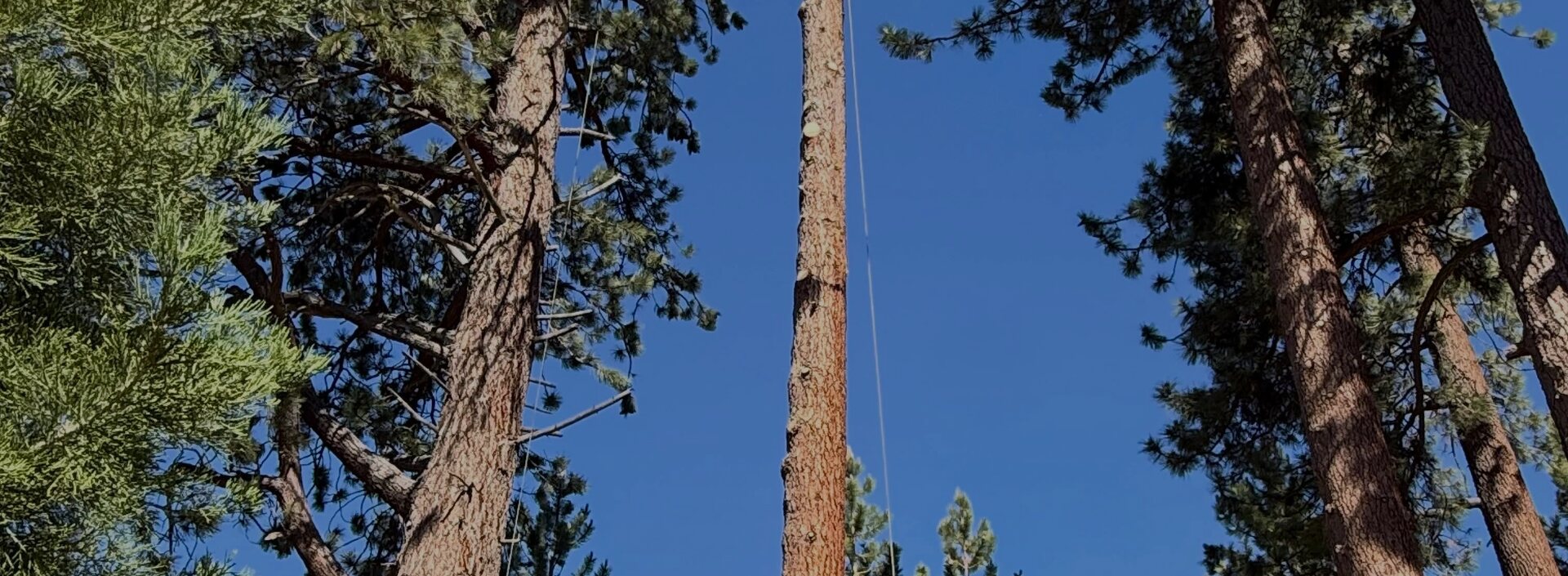 Tall pines before a storm-damage removal