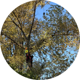 Tree job for Tasha L. in Spartanburg, SC