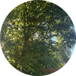 Tree job for Mike and Jen P. in Greenville, SC
