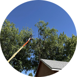 Tree job for Linda H. in Duncan, SC
