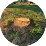 Tree job for Robert C. in Simpsonville, SC