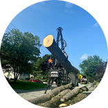 Tree job for Angela W. in Boiling Springs, SC