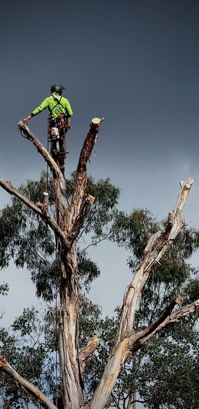 Climber inspecting a dead tree top