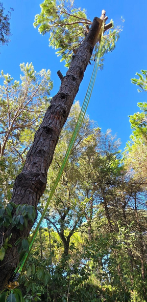 Ridgeline climber roped in on a tall pine in Greer, SC