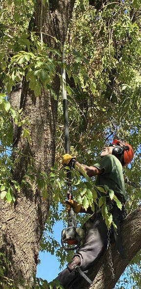 Climber removing storm-damaged limbs high in a tree