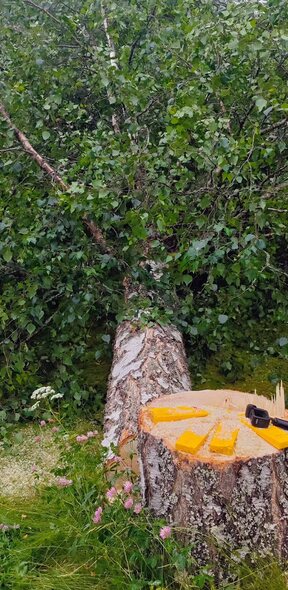 Freshly cut stump ready for grinding