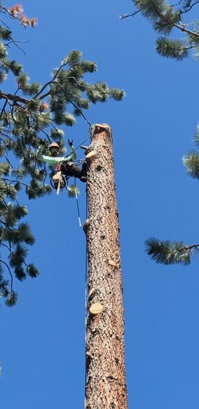Tall pine trunk being taken down in sections