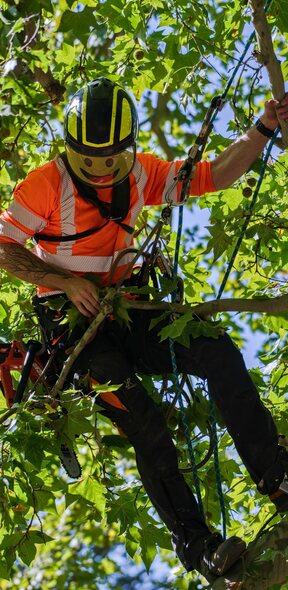 Climber working in a tree canopy while pruning